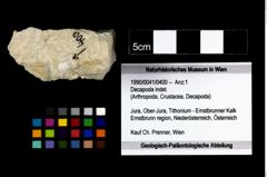 Foto (Objekt + Etikett) von Decapoda indet.  (NHMW-GEO-1990-0041-0400)